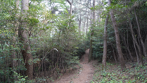 The forest trail leading to Haeundae Beach from the library and the ocean seen below