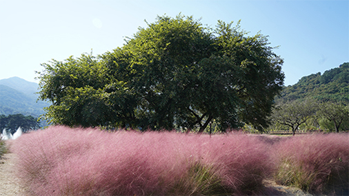 Pink muhly grass at Dongjung Lake and the photo zone at the suspension bridge
