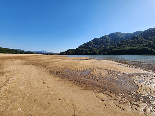 Pine trees at Songnim Park and the sands along the Seomjin River