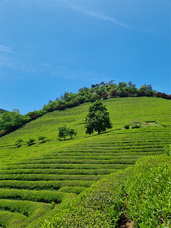 A green tea field where you can take a stroll and savor the subtle aroma of the tea