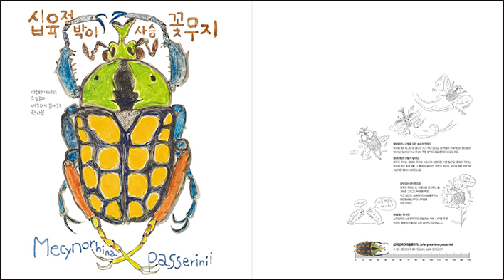 What Wonderful Beetles